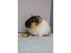 Adopt Franklin a White Guinea Pig / Guinea Pig / Mixed small animal in Newport