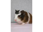 Adopt Sally a White Guinea Pig / Guinea Pig / Mixed small animal in Newport