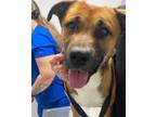 Adopt Pedro a Brown/Chocolate - with Tan Boxer / Labrador Retriever / Mixed dog