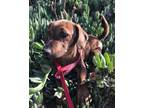 Adopt Mercury a Brown/Chocolate Plott Hound / Mixed Breed (Medium) / Mixed dog