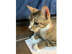 Adopt Bella a Brown Tabby Domestic Shorthair (short coat) cat in Houston