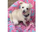 Adopt Maggy a White Chiweenie / Mixed dog in Van Nuys, CA (38642768)