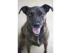 Adopt Jessie a Brindle Boxer / Labrador Retriever / Mixed dog in Ottumwa