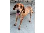 Adopt Della a Red/Golden/Orange/Chestnut - with White Redtick Coonhound / Mixed