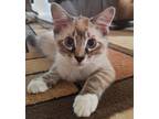 Adopt Gusteau a Brown Tabby Siamese (medium coat) cat in Merced, CA (38642391)