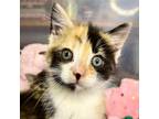Adopt Needle a Calico or Dilute Calico Domestic Shorthair / Mixed cat in Hanna
