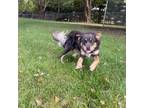 Adopt Boomer a Black Australian Shepherd / Basenji / Mixed dog in Hanna City