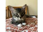 Adopt Remy a Brown Tabby Domestic Mediumhair (medium coat) cat in Merced