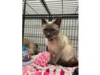 Adopt Cheech a Cream or Ivory Siamese cat in Whiteville, NC (38642209)
