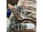Adopt Colette a Brown Tabby American Shorthair (short coat) cat in Merced