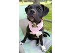 Adopt Rose (2024) a Pit Bull Terrier, American Staffordshire Terrier