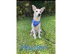 Adopt HAYDEN a White - with Tan, Yellow or Fawn Corgi / Terrier (Unknown Type