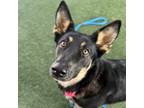 Adopt Jazmine a Brown/Chocolate German Shepherd Dog / Mixed dog in Dallas