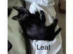 Adopt Leaf a All Black Domestic Shorthair (short coat) cat in Virginia Beach