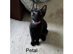 Adopt Petal a All Black Domestic Shorthair (short coat) cat in Virginia Beach