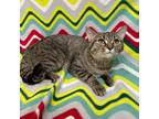 Adopt Rayne a Gray, Blue or Silver Tabby Domestic Shorthair (short coat) cat in
