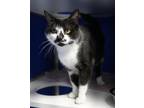 Adopt Kira a All Black Domestic Shorthair / Domestic Shorthair / Mixed cat in