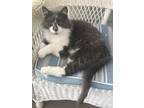 Adopt Rufio a Gray or Blue (Mostly) Domestic Mediumhair / Mixed cat in Sparta