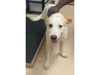 Adopt Carl a Terrier (Unknown Type, Small) / Mixed dog in Pine Bluff
