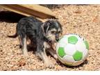 Adopt Huxley a Black - with Tan, Yellow or Fawn Dachshund / Havanese / Mixed dog