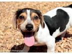 Adopt Henry a Tricolor (Tan/Brown & Black & White) Dachshund / Havanese / Mixed