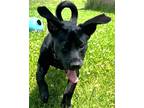 Adopt Weston a Black Mixed Breed (Medium) / Mixed dog in Grayslake