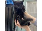 Adopt Rhythm a All Black Domestic Shorthair / Mixed cat in Morgan Hill