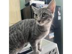 Adopt Finn a Gray or Blue Domestic Mediumhair / Mixed cat in Morgan Hill
