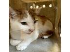 Adopt Pecan a White Domestic Shorthair / Mixed cat in Philadelphia