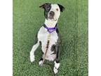 Adopt Panda a Black - with White Pit Bull Terrier / Mixed dog in Eatontown