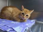 Adopt Scrub a Orange or Red Domestic Shorthair / Domestic Shorthair / Mixed cat