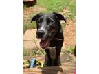 Adopt Codie a Black - with White Blue Heeler / Mixed dog in Johnston