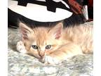 Adopt Robert a Orange or Red Tabby Domestic Shorthair (short coat) cat in