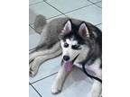 Adopt Quinn a Black - with White Siberian Husky / Mixed dog in Toronto