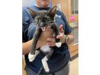 Adopt Urania a All Black Domestic Shorthair / Domestic Shorthair / Mixed cat in