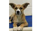 Adopt Brae a Brown/Chocolate - with White Shepherd (Unknown Type) / Mixed dog in