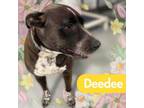 Adopt Deedee a Staffordshire Bull Terrier, Pit Bull Terrier