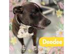 Adopt Deedee a Staffordshire Bull Terrier, Australian Cattle Dog / Blue Heeler