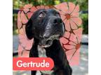 Adopt Gertrude a Staffordshire Bull Terrier, Labrador Retriever