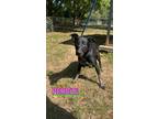 Adopt Perdita a Labrador Retriever, Greyhound