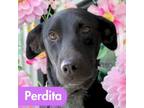 Adopt Perdita a Labrador Retriever, Greyhound