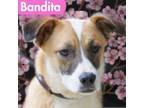 Adopt Bandita a Shepherd, Terrier
