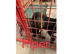 Adopt Piper a Brindle Labrador Retriever / Mixed dog in Madill, OK (38639903)