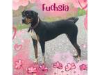 Adopt Fuschia a Rottweiler, Pointer