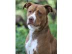 Adopt Lady Luna a Red/Golden/Orange/Chestnut American Pit Bull Terrier / Mixed