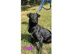 Adopt Pongo a Labrador Retriever, Greyhound