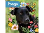 Adopt Pongo a Labrador Retriever, Greyhound