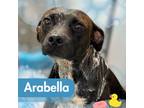 Adopt Arabella a American Staffordshire Terrier, Australian Cattle Dog / Blue
