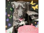 Adopt Charlotte a Terrier, Mixed Breed