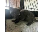 Adopt Croissant a Gray or Blue Domestic Shorthair / Mixed cat in St.Jacob